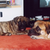 Photo de Bullmastiff