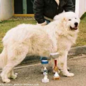 Photo de Chien de montagne des pyrnes