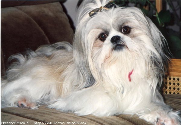 Photo de Shih tzu