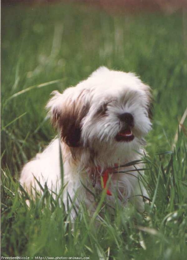 Photo de Shih tzu