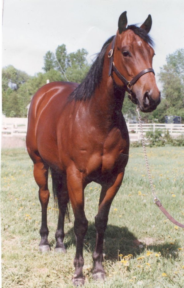 Photo de Quarter horse