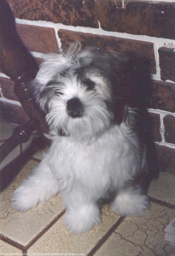 Photo de Shih tzu