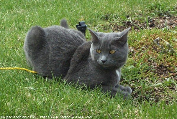 Photo de Chartreux