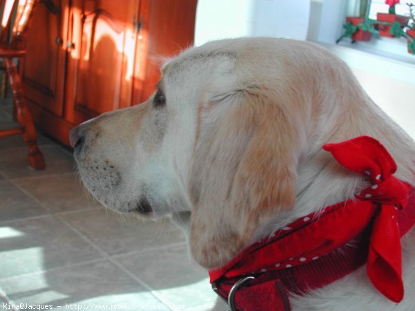 Photo de Labrador retriever