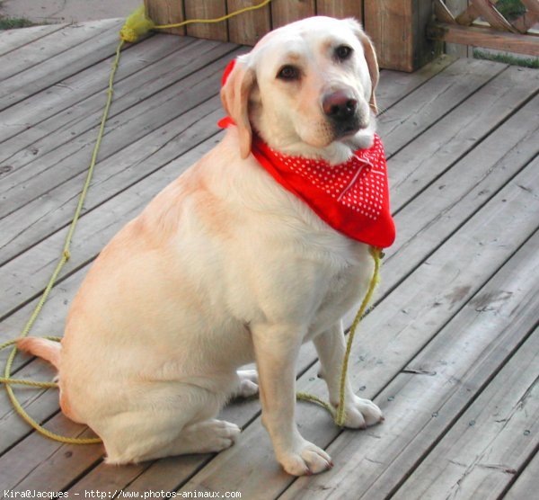 Photo de Labrador retriever