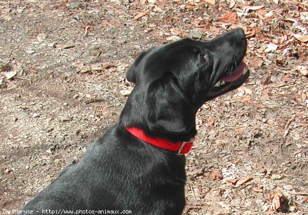 Photo de Labrador retriever