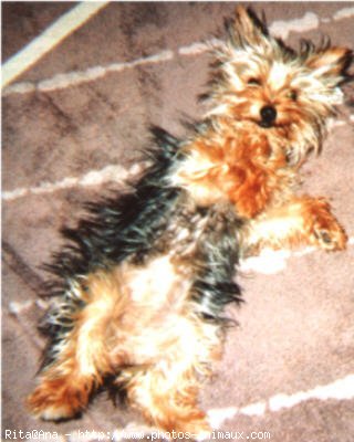 Photo de Yorkshire terrier