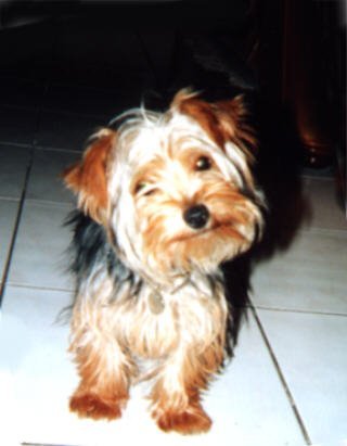 Photo de Yorkshire terrier