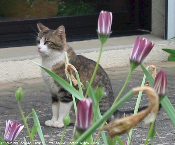 Photo de Chat domestique