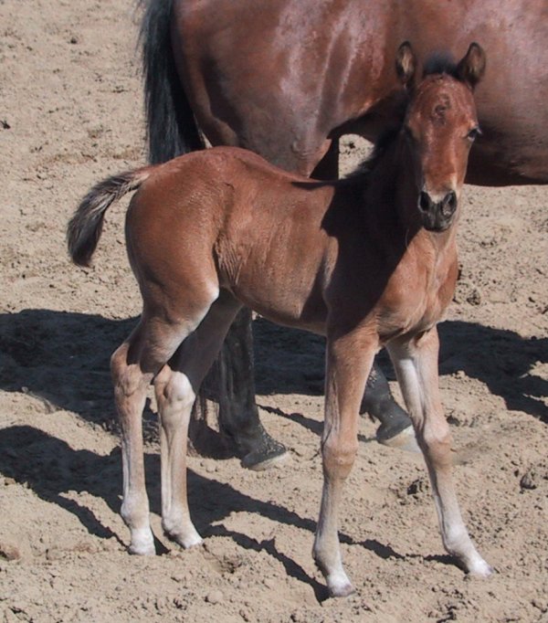 Photo de Quarter horse