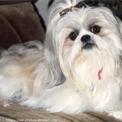 Photo de Shih tzu