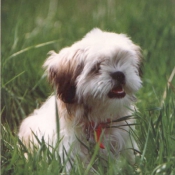 Photo de Shih tzu