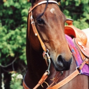 Photo de Quarter horse