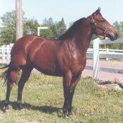 Photo de Quarter horse