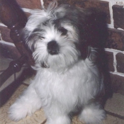 Photo de Shih tzu