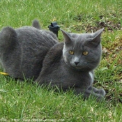 Photo de Chartreux