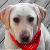 Photo de Labrador retriever