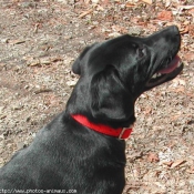 Photo de Labrador retriever