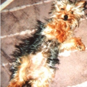 Photo de Yorkshire terrier