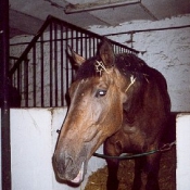 Photo de Trakehner