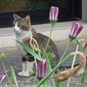 Photo de Chat domestique