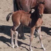 Photo de Quarter horse