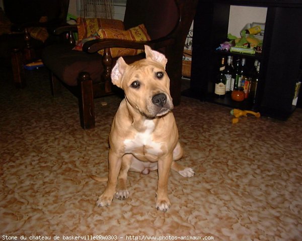 Photo d'American staffordshire terrier