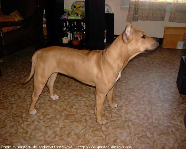 Photo d'American staffordshire terrier