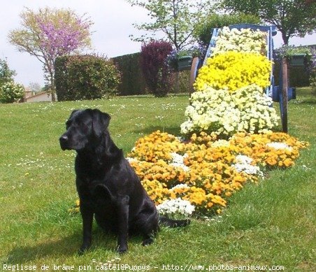 Photo de Labrador retriever