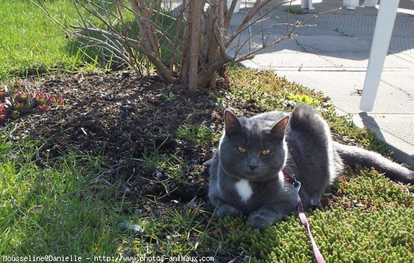 Photo de Chartreux