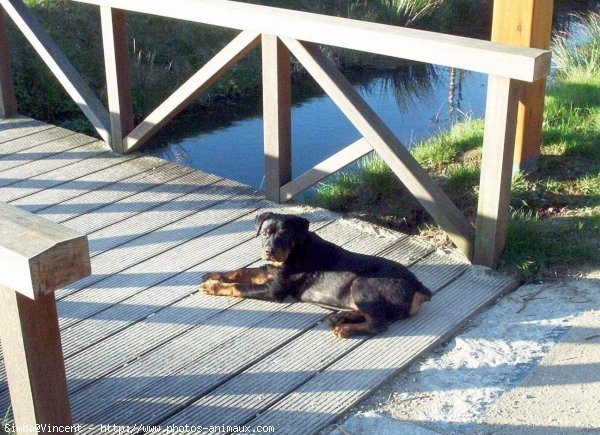 Photo de Rottweiler