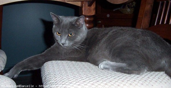 Photo de Chartreux