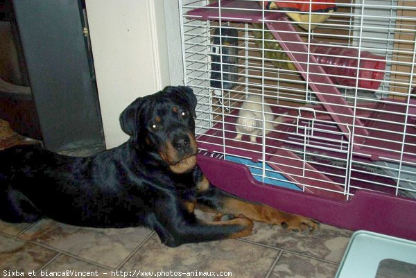 Photo de Rottweiler