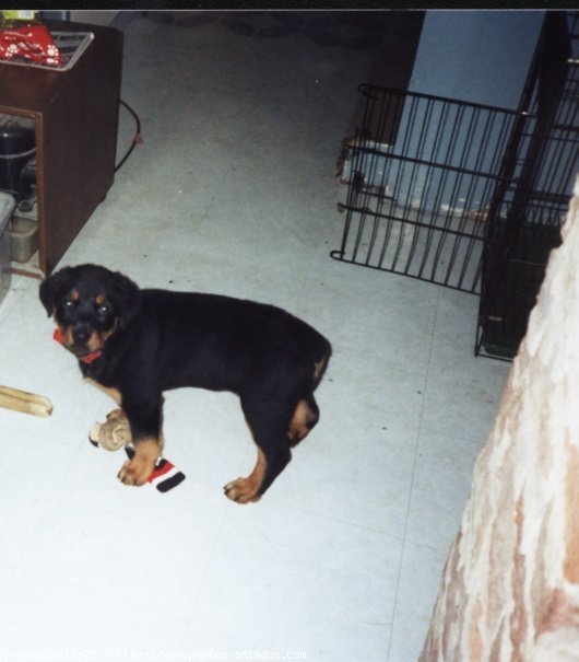 Photo de Rottweiler