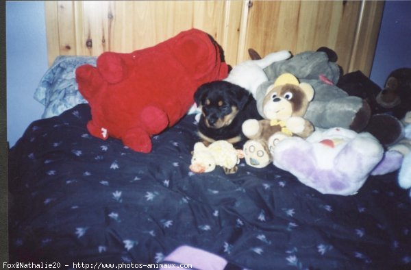 Photo de Rottweiler