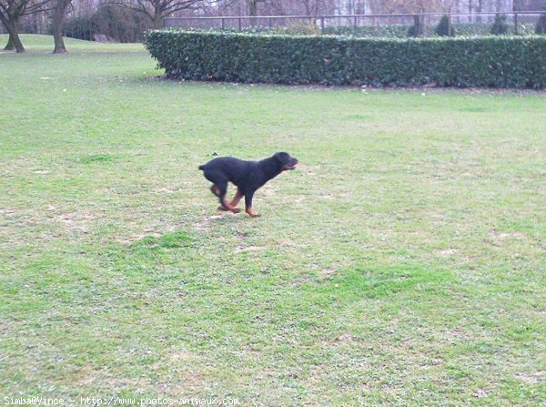 Photo de Rottweiler