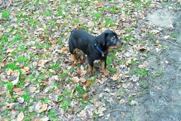 Photo de Rottweiler