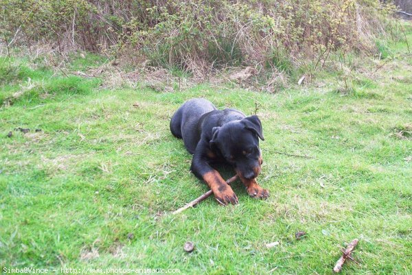 Photo de Rottweiler