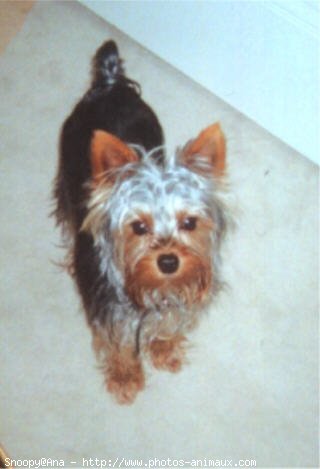 Photo de Yorkshire terrier