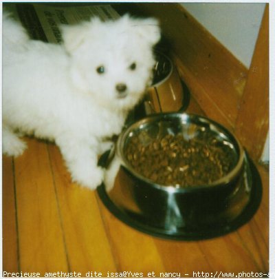 Photo de Bichon maltais