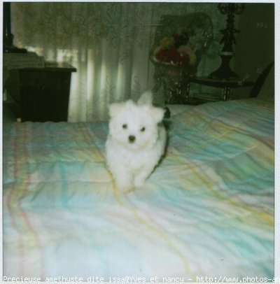 Photo de Bichon maltais