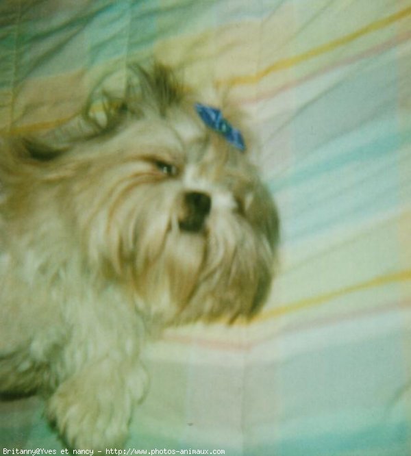 Photo de Shih tzu