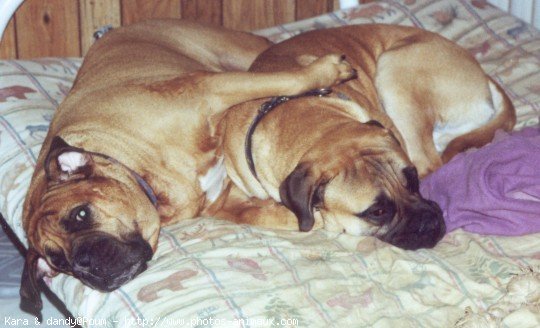 Photo de Bullmastiff