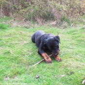 Photo de Rottweiler