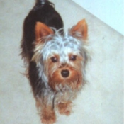 Photo de Yorkshire terrier