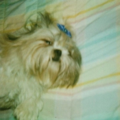 Photo de Shih tzu