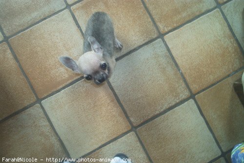 Photo de Chihuahua  poil court