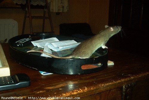 Photo de Rat