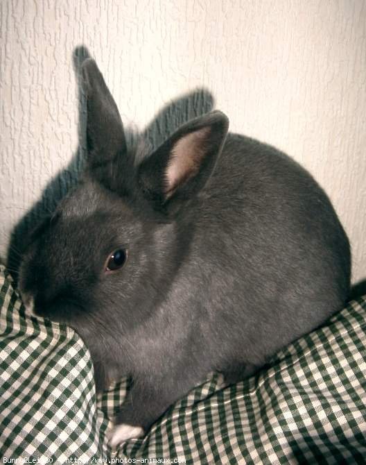 Photo de Lapin