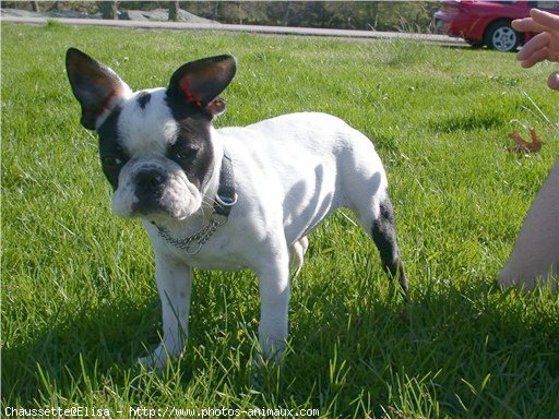 Photo de Bouledogue franais